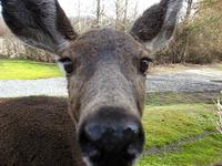 Wherein A Deer Attempts To Kiss Me