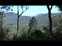 The Forest