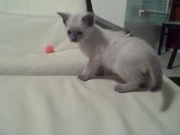 The Kittehs! (1)