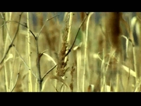 Cheya Crew Album PREVIEW
