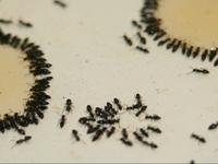 Time Lapse Ants
