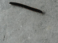 The Worm