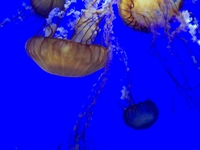 Jellies at Monterey Bay Aquarium