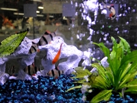 Fish Tank