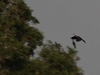 Waterbirds
