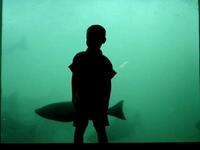 Spawn of Salmon