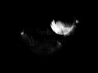 The Good Night - Créditos - Title Credits