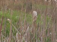 Bluff Spring Fen
