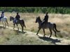 Conoce Segovia a caballo
