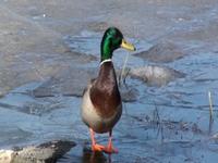 Pato Duck Sognsvann
