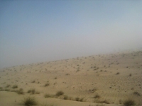 Dubai Camel Ride