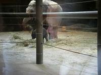 Columbus Zoo baby elephant