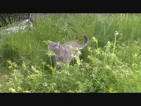 Yumos the friendly cat