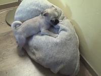Murray Chews His Bed
