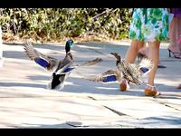 Wedding Slideshow