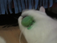 Mello的一分钟