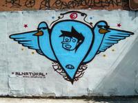 Aves