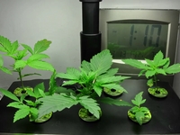 Aerogarden + Lowryder #2 + Time-Lapse