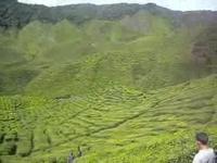 Bharath's Tea Plantation