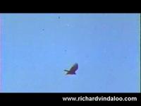 Richard Vindaloo - Dance it All Away feat. the1shanti