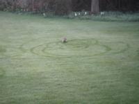 Hedgehog Circles