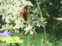 Voyage ENTOMOLOGIQUE