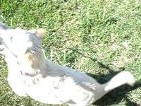millie attacking the hose