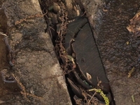 Nature/Misc