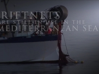 Fishy Business - The Illegal Driftnet Fishery
