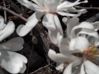 Magnolia in Bloom