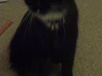 Pusskins and Niblet Fight For The Treat
