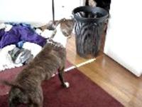 Judah vs Hamper