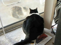 Sassy fighting with cat on porch