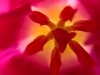 PETAL - HD
