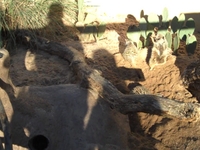 Meerkats at Atlanta Zoo
