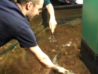 Stroking Fish at the Tennessee Aquarium