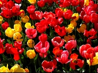 tulips