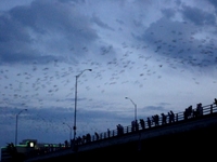 Bats Swarming from the Congress Bridge