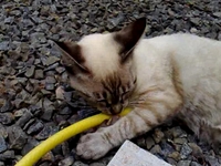 Essa gata é ligada em 228 volts #bichos