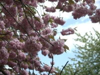 Jephson Gardens