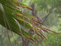 Rain