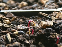 Spring Growth Timelapse - Chard