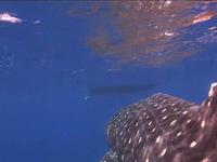 Whale Shark in Turks and Caicos