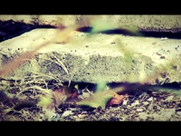 The Old & The Living